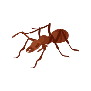 pest ant