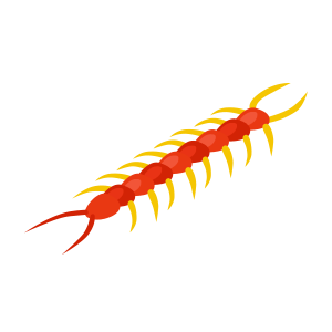 pest centipede