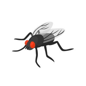 pest fly