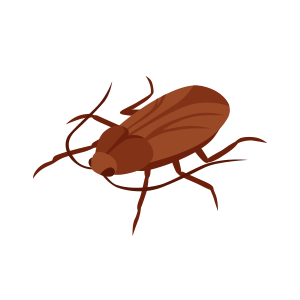 pest roach