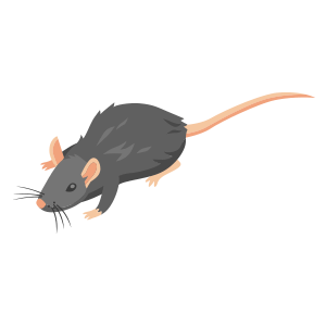pest rodent