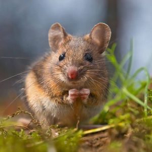 wild mouse